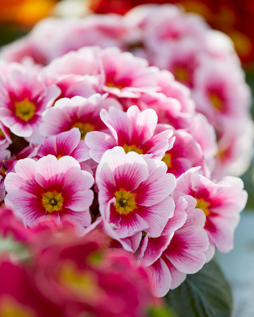 Primula vulgaris