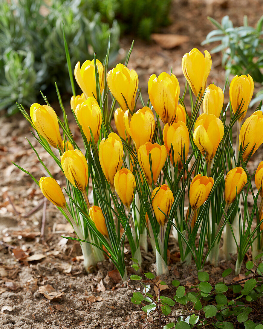 Crocus Golden Yellow