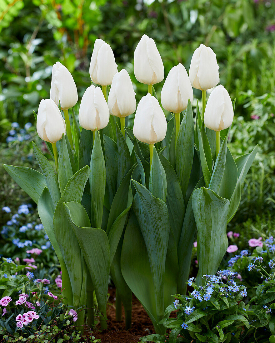 Tulipa Mrs. Medvedeva