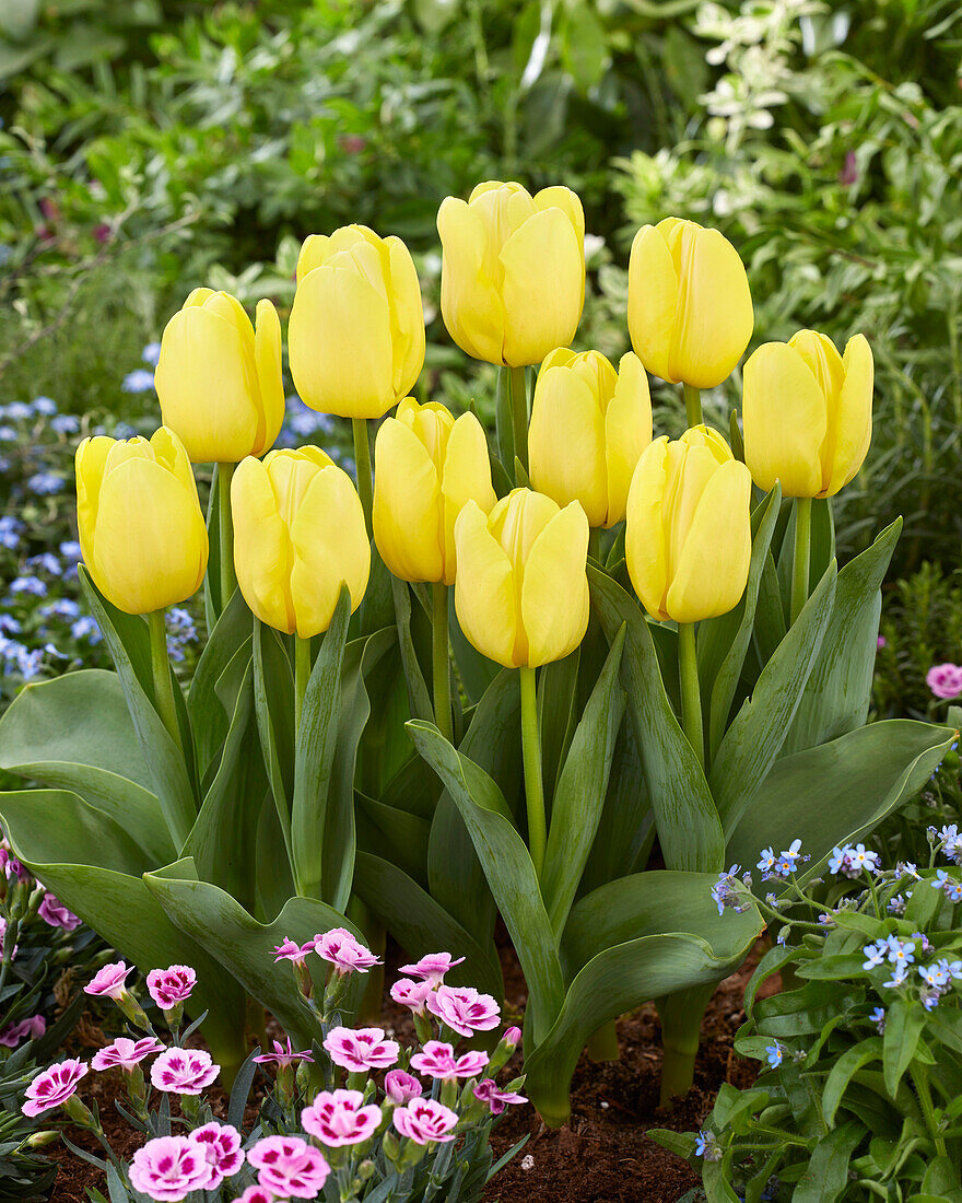 Tulpe (Tulipa) 'Yellow Present'
