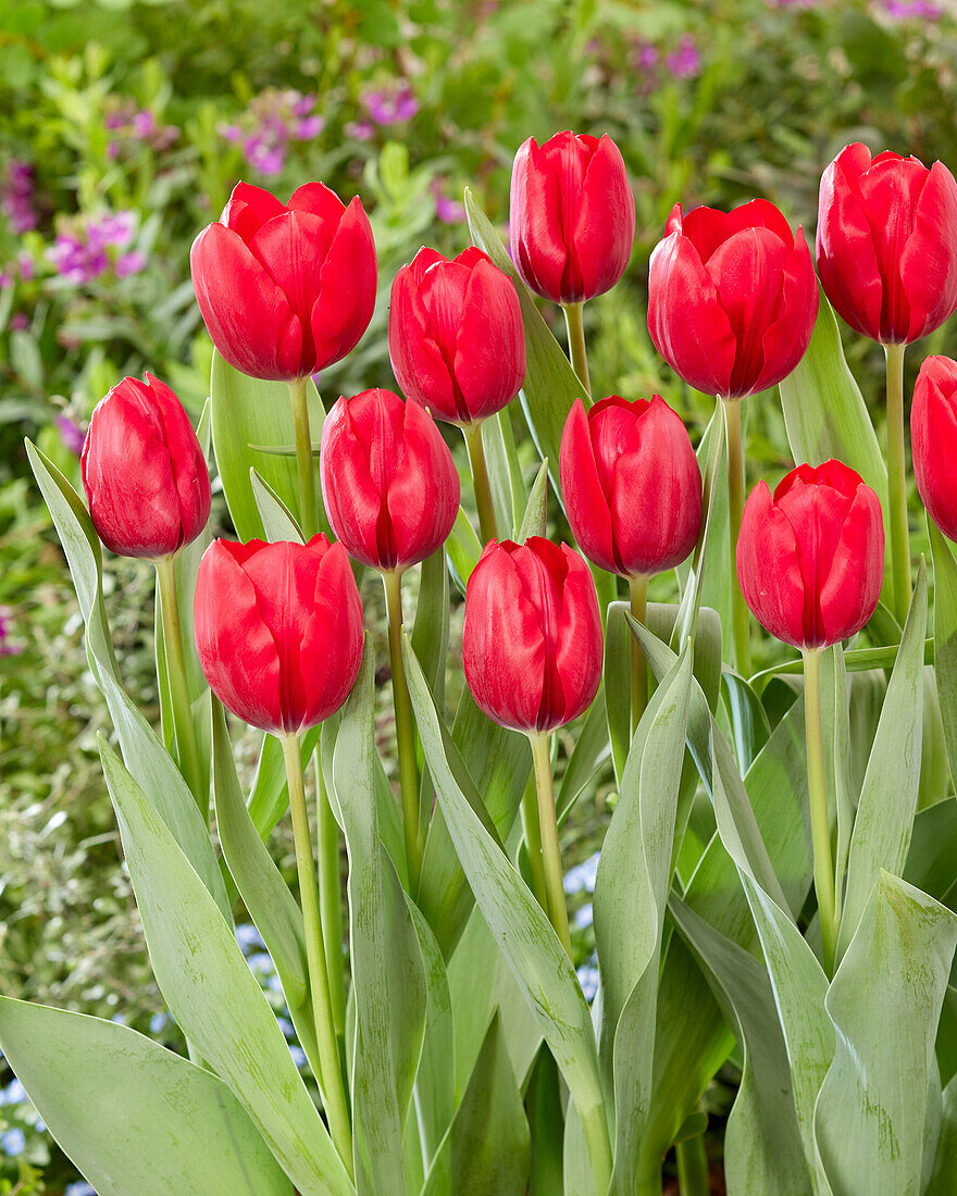 Tulpe Tulipa ‘reflex Bild Kaufen 13691043 Gartenbildagentur