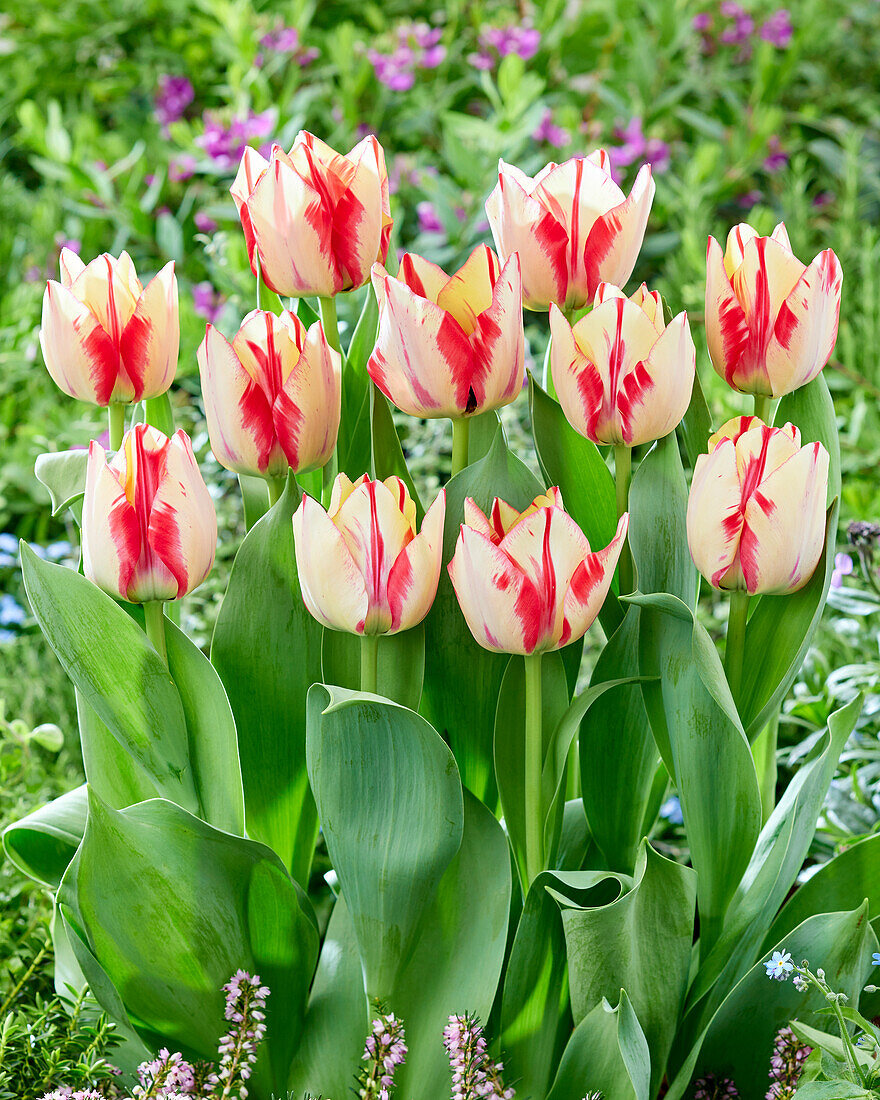 Tulpe (Tulipa) 'Spryng Rembrandt'