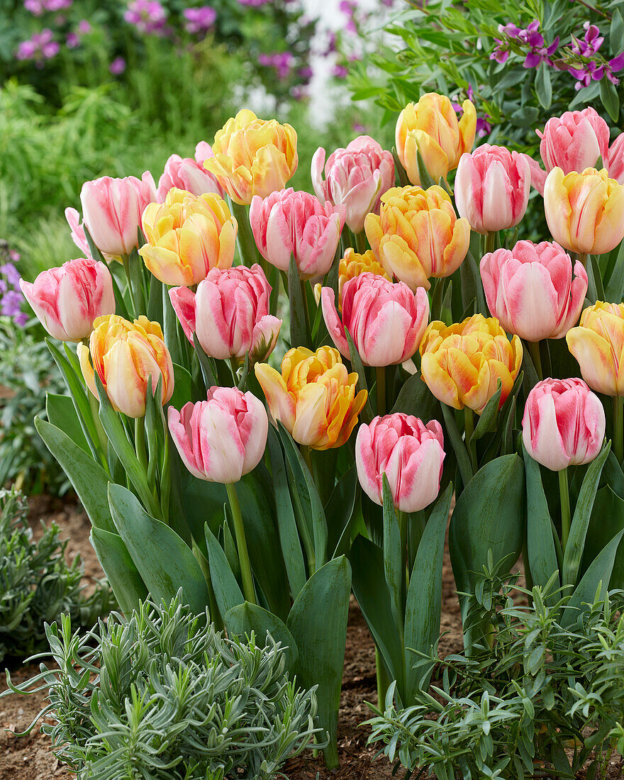 Tulipa Foxtrot,Foxy Foxtrot