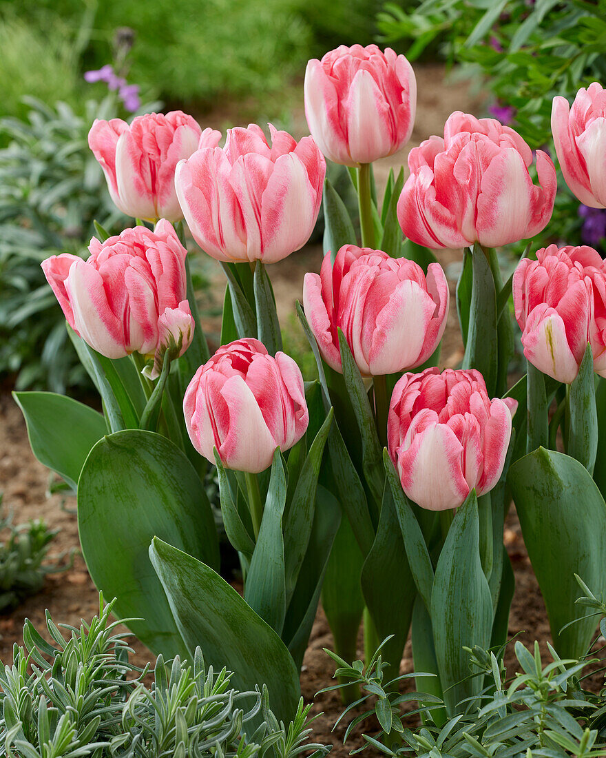 Tulipa Foxtrot