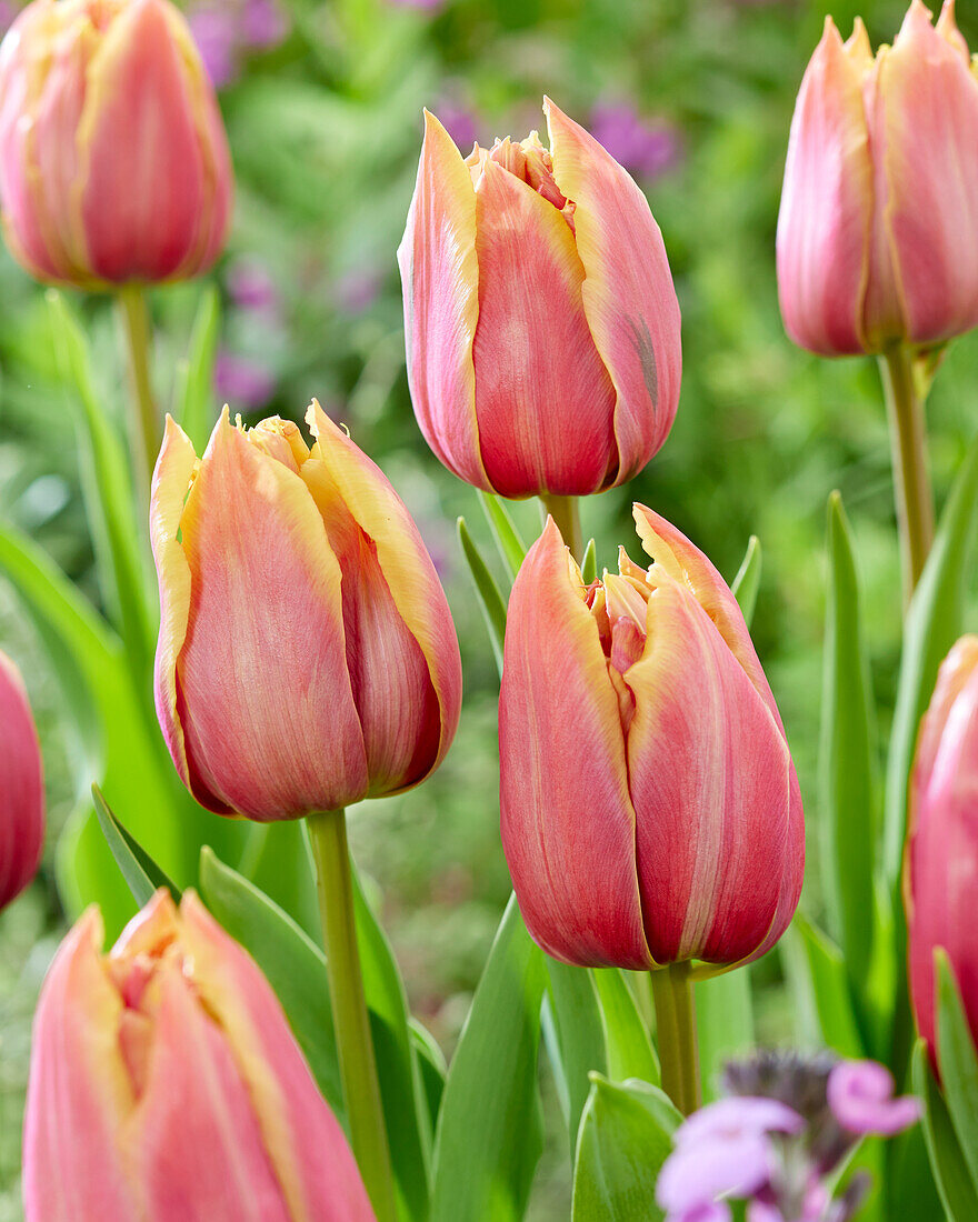 Tulipa Theo 2