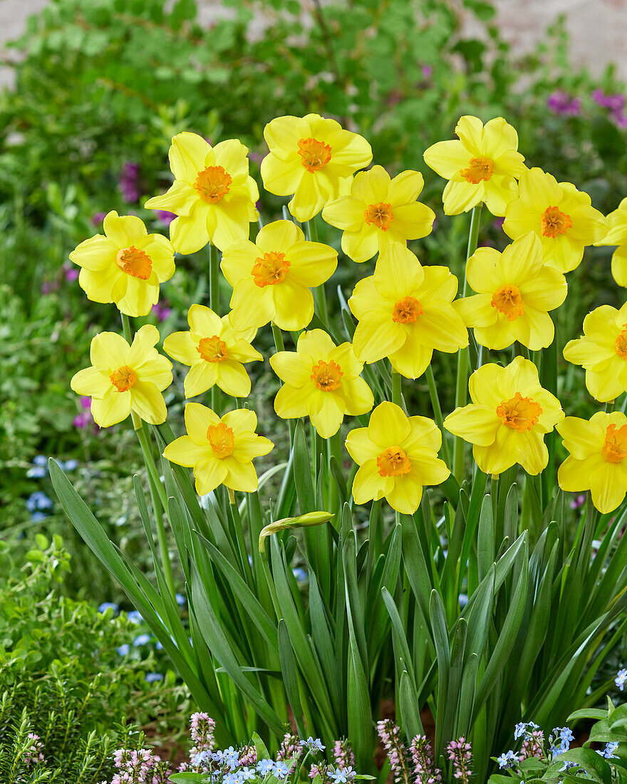 Narcissus Classic Garden