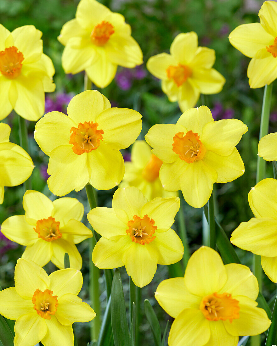 Narcissus Classic Garden