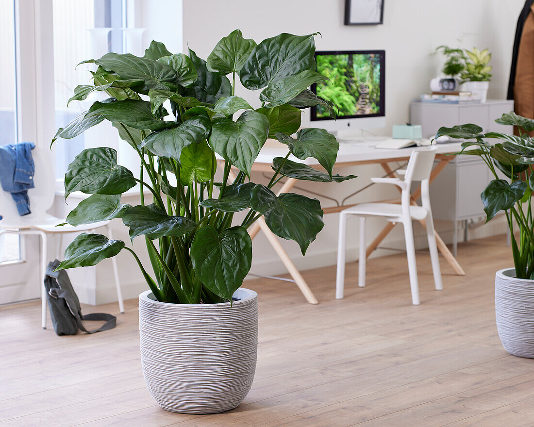 Alocasia cucullata