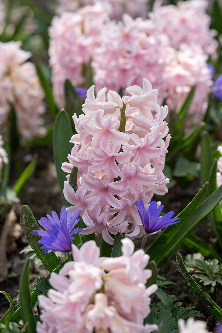 Hyacinthus Sorbonne