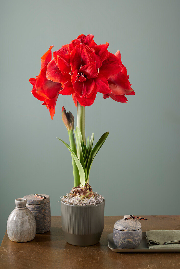 Hippeastrum Red Toro