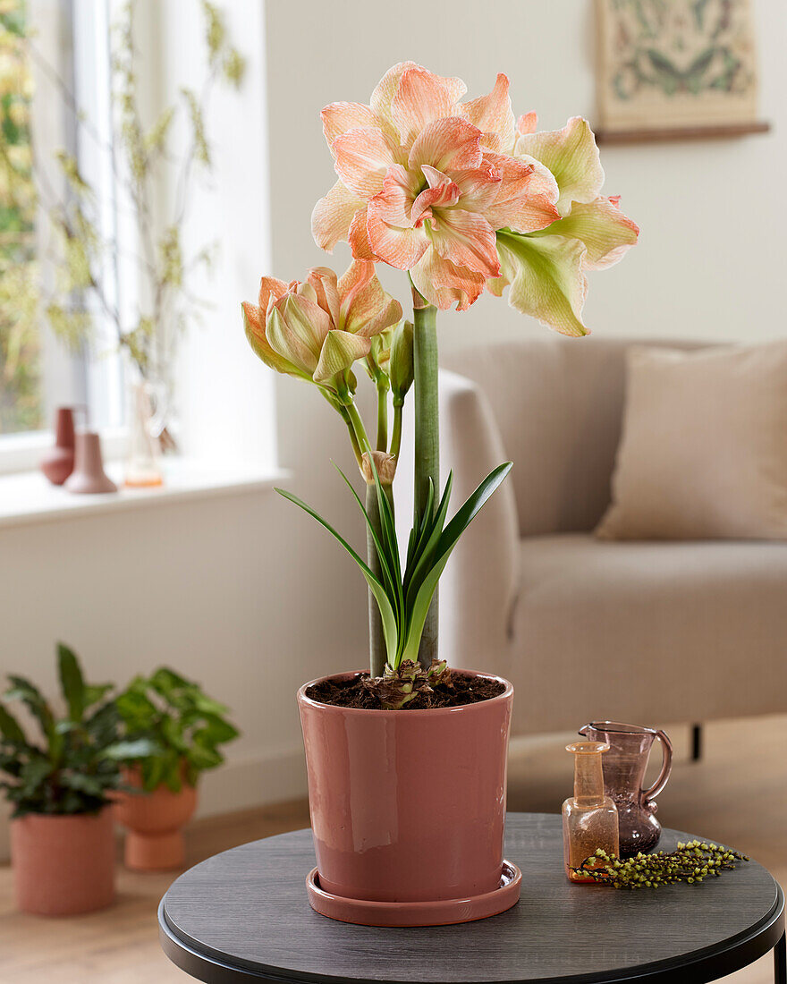 Hippeastrum Exotic Nymph