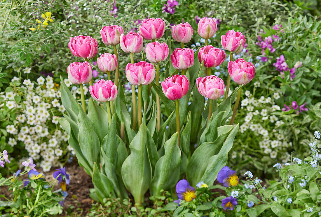 Tulpe (Tulipa) 'Vogue'