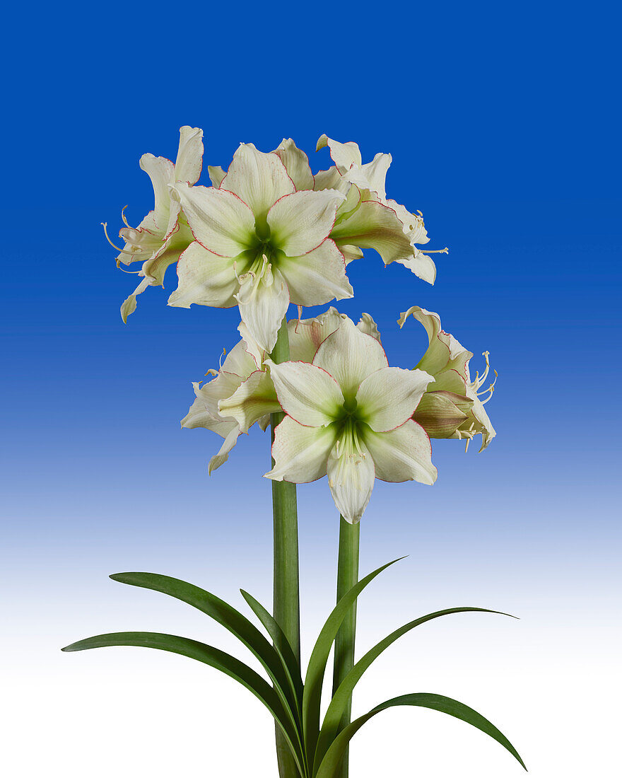 Hippeastrum Lemon Cream