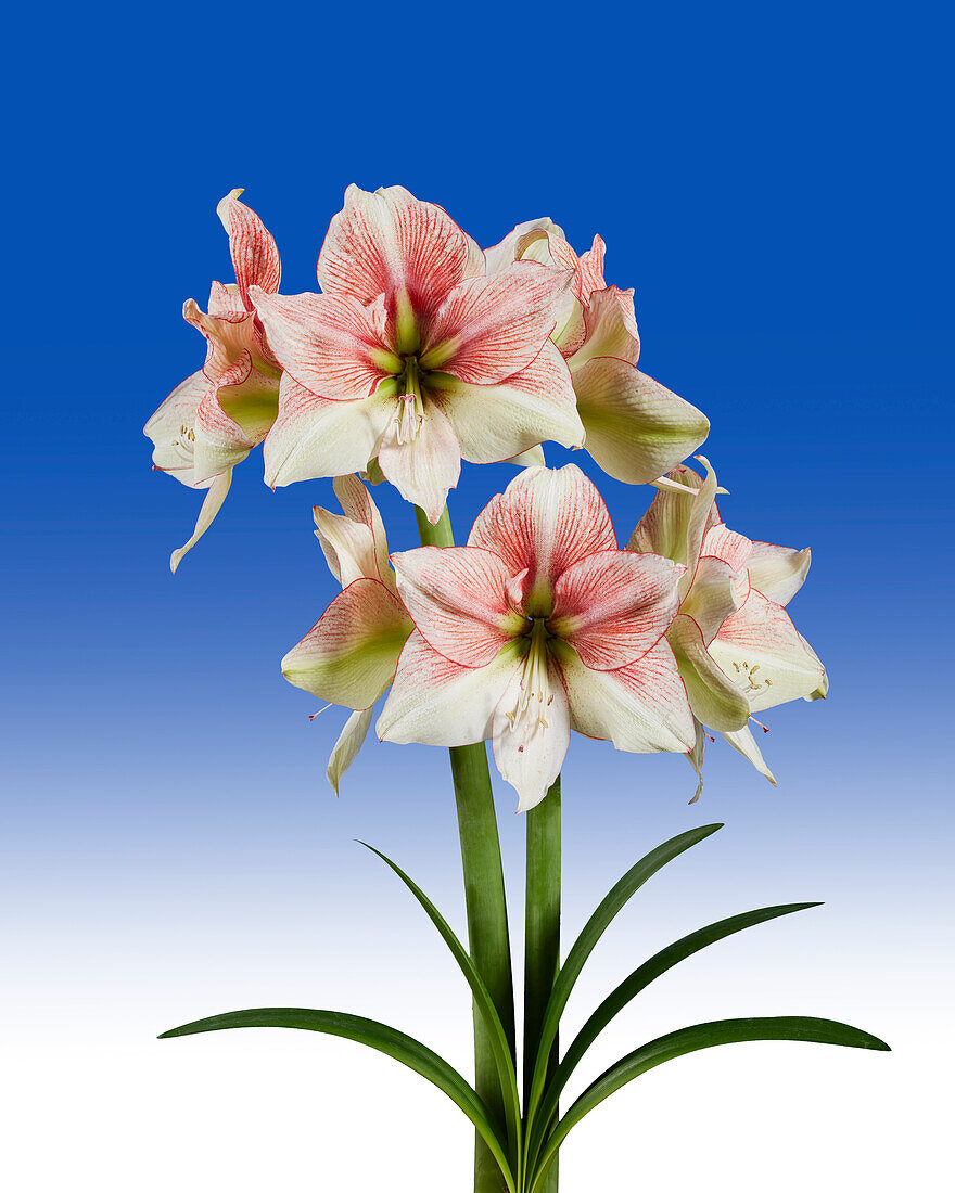 Hippeastrum Grandise Fantasy