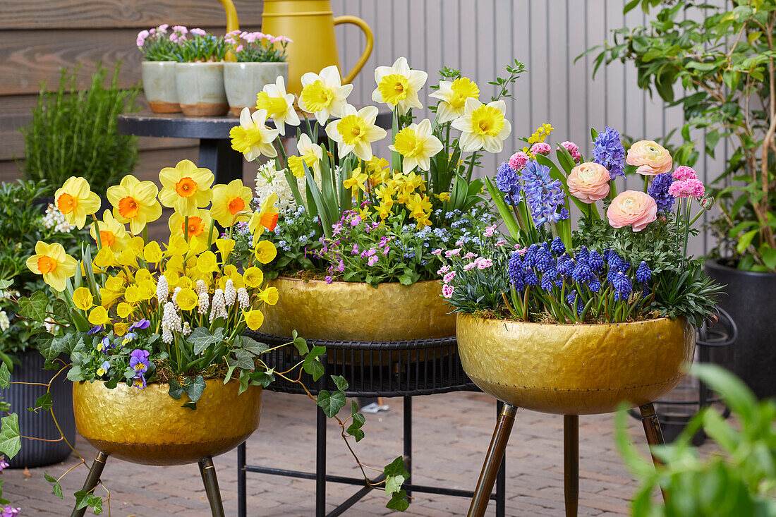 Spring bulbs on pots