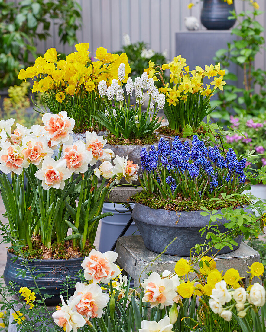 Spring bulbs on pots