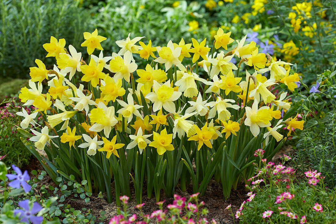 Narzissen (Narcissus), kleinblütige Trompetenmischung