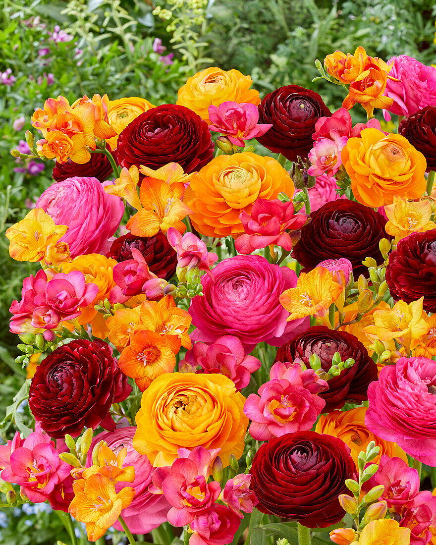 Ranunculus and Freesia mix