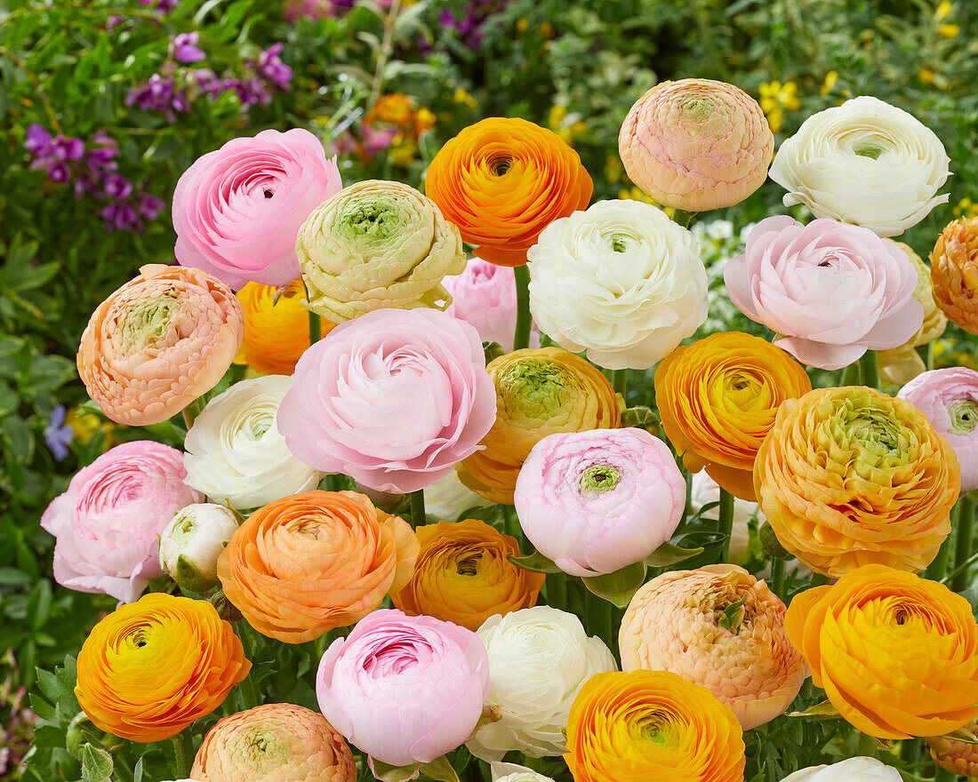 Ranunculus mixed