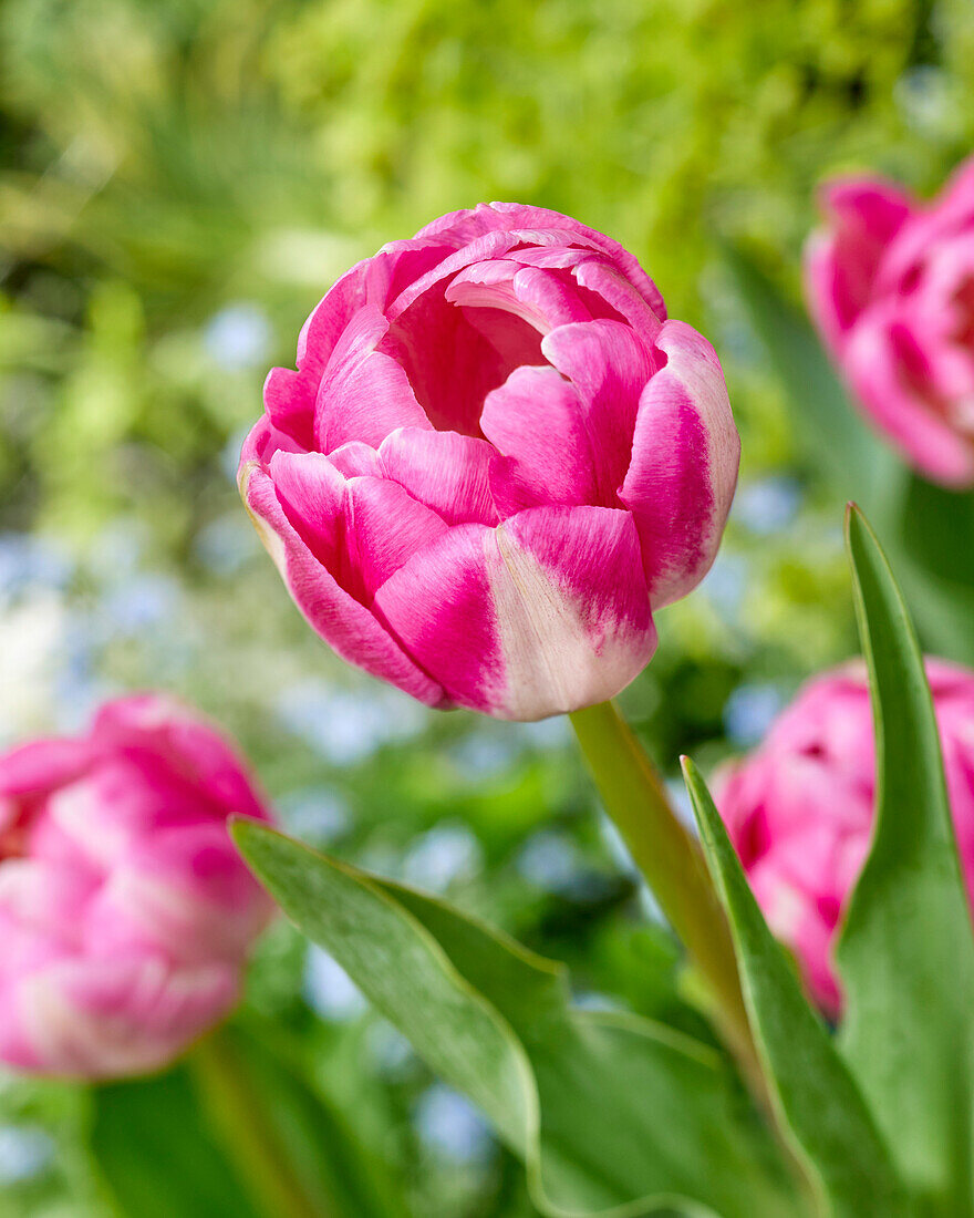 Tulpe (Tulipa) 'Vogue'