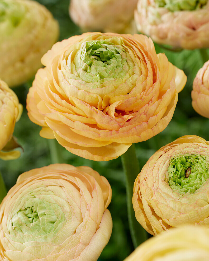 Ranunculus orange