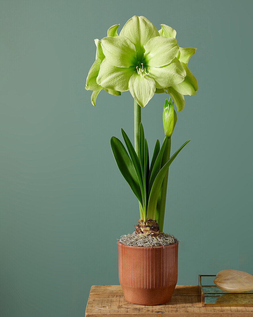 Hippeastrum Fantasy