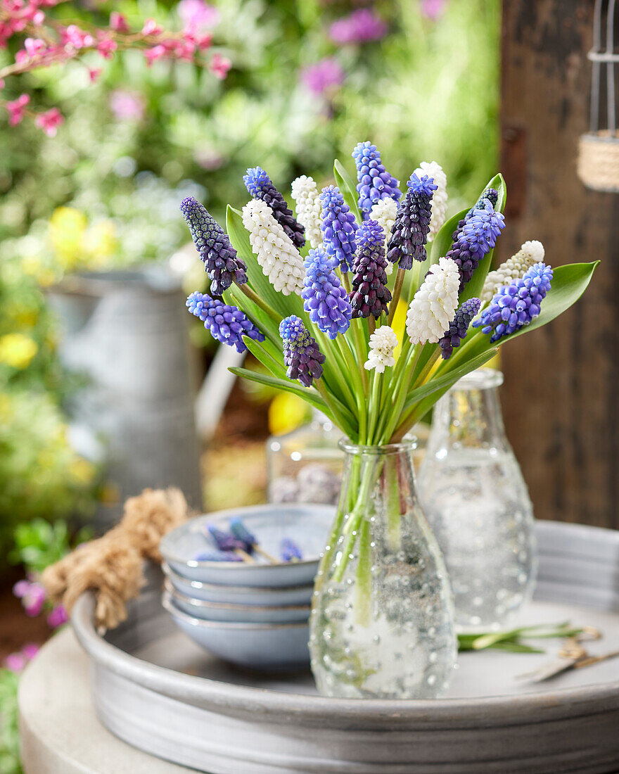 Traubenhyazinthe (Muscari), gemischt