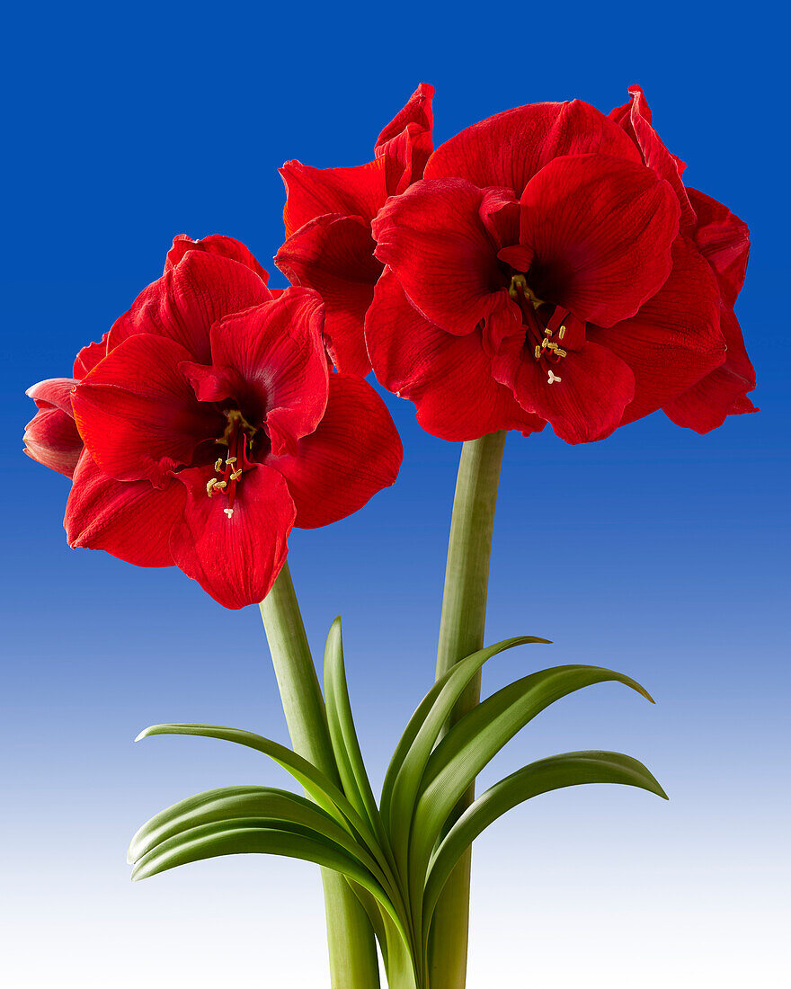 Hippeastrum Lion King