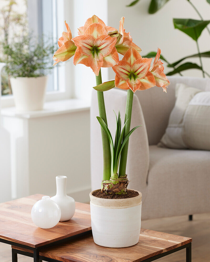 Hippeastrum Naomi