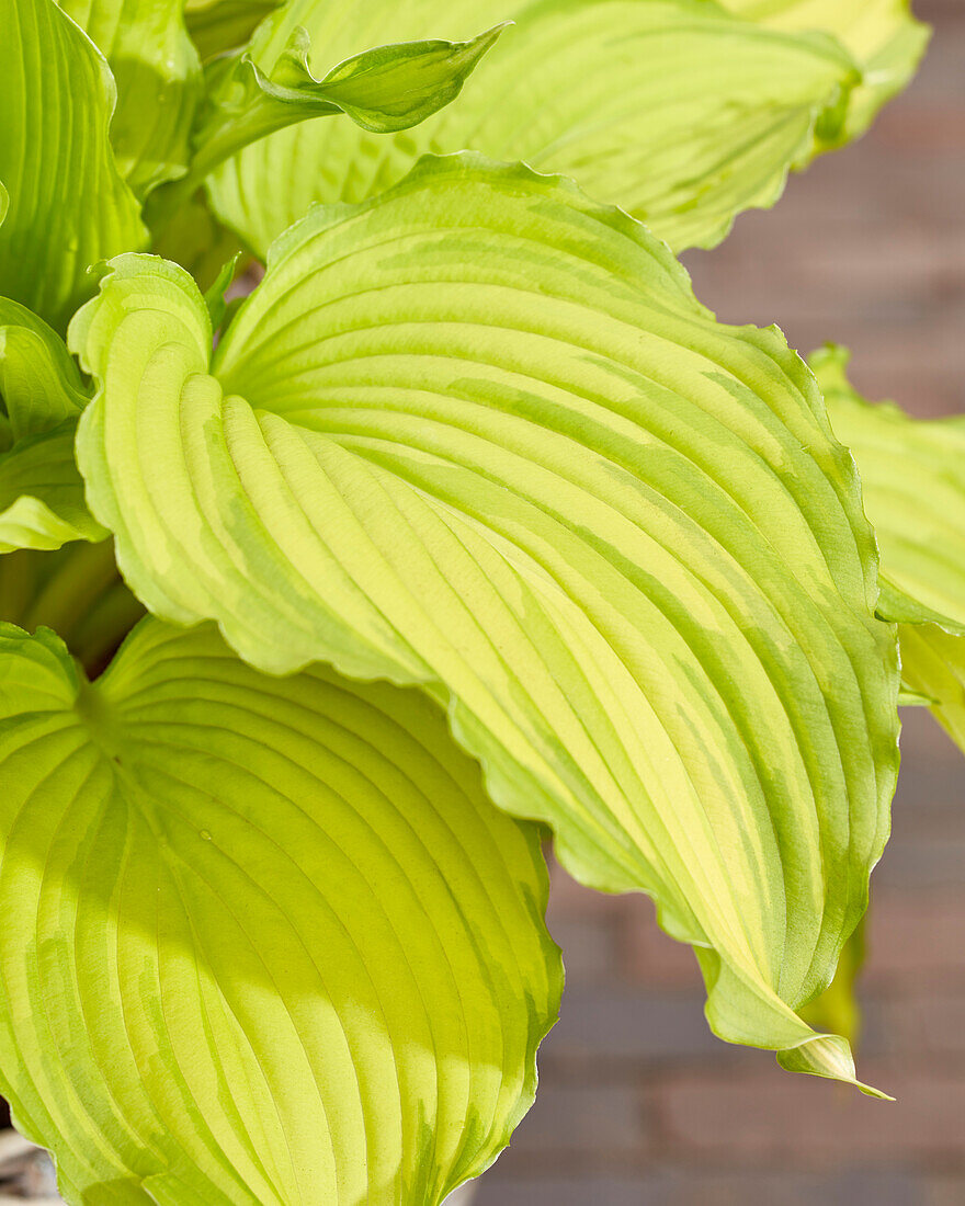 Hosta First Dance