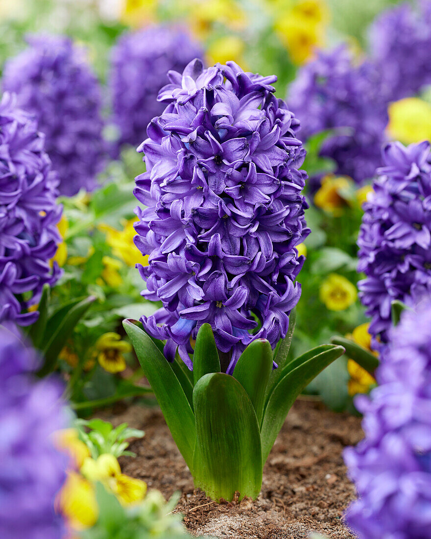 Hyazinthe (Hyacinthus) 'Blaue Trophy'