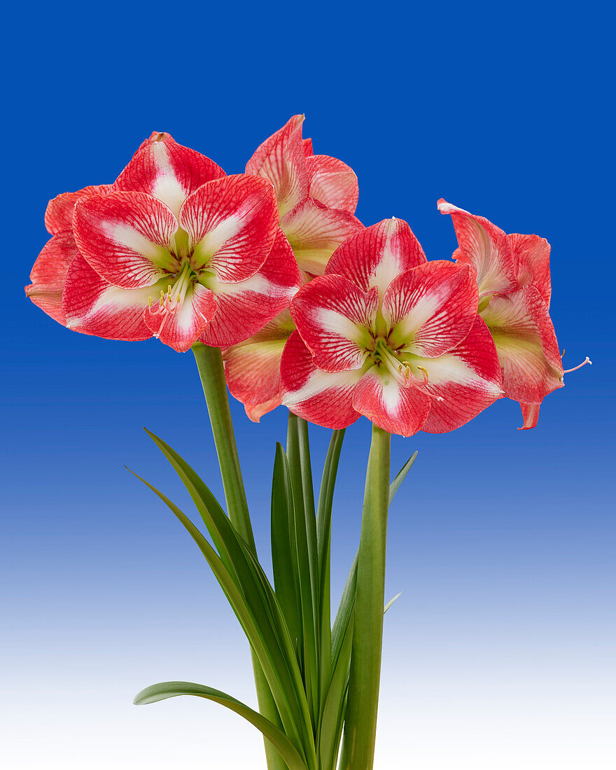 Hippeastrum Monte Carlo