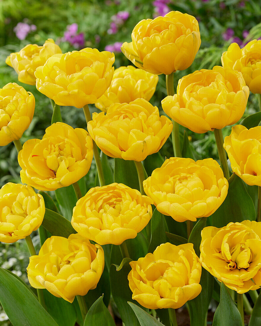 Tulpe (Tulipa) 'Yellow Pomponette'