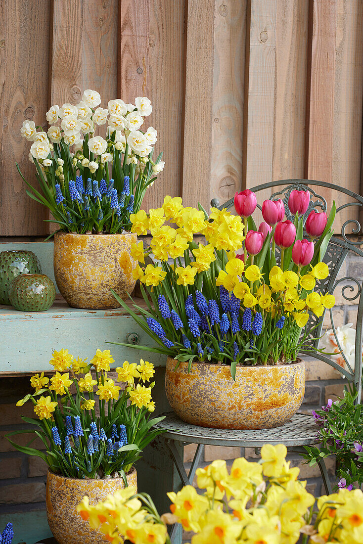 Spring bulbs on pots