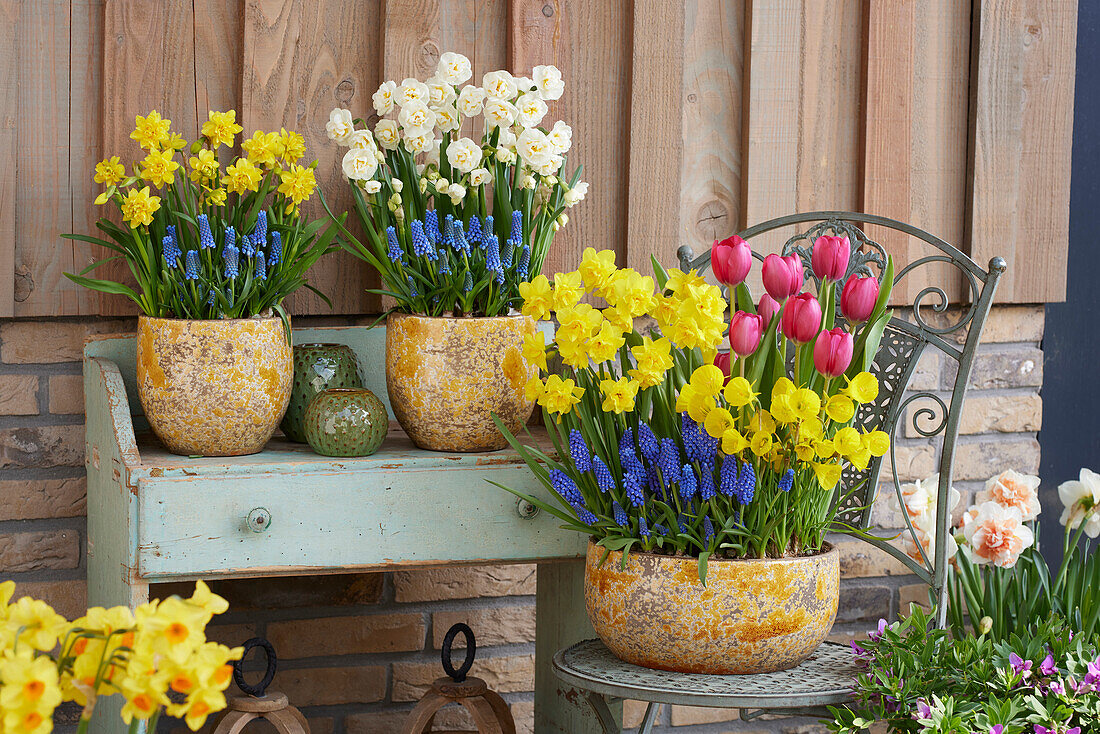 Spring bulbs on pots