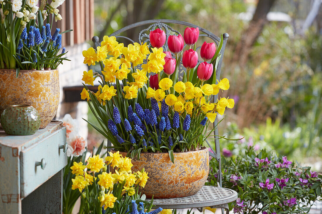 Spring bulbs on pots