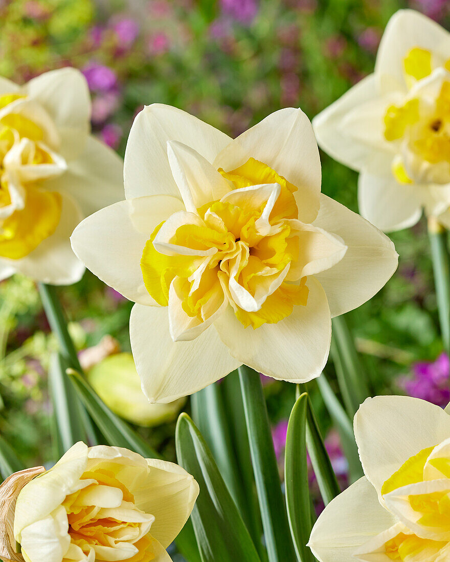 Narcissus Double Star
