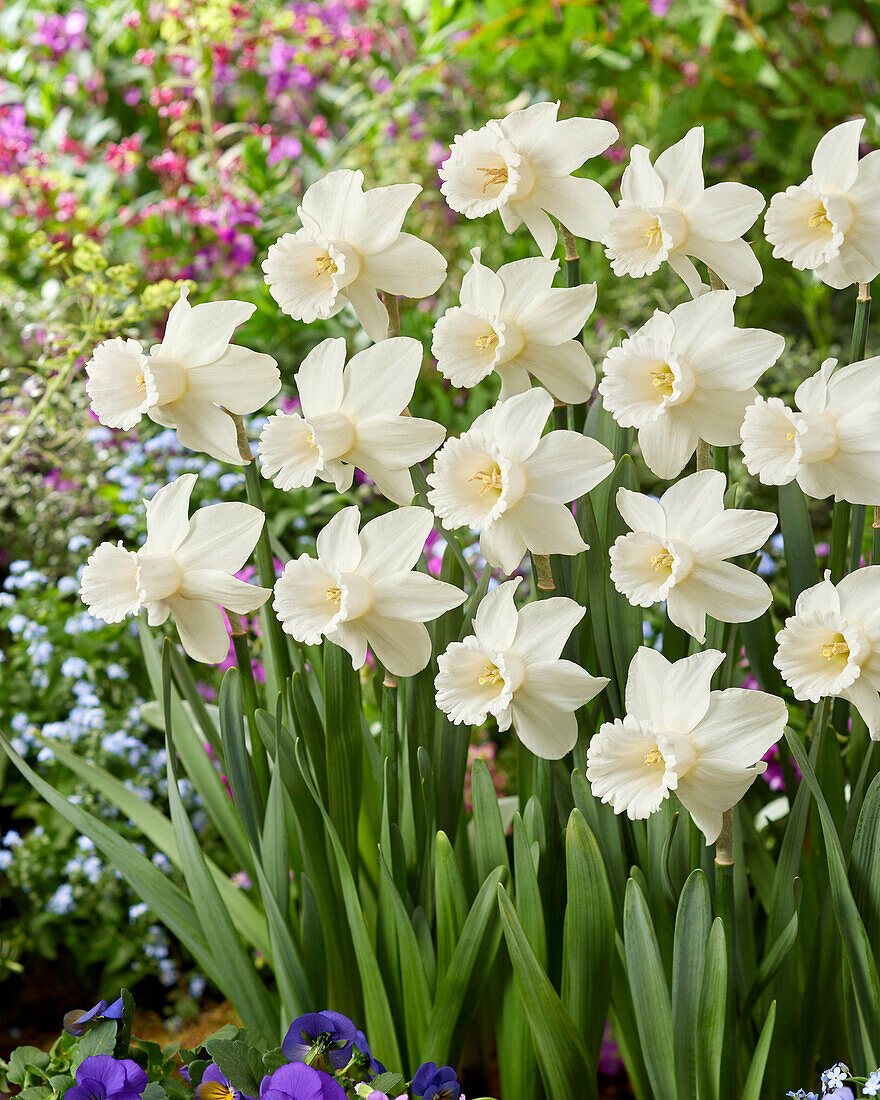 Narzisse (Narcissus) ' Lady Madonna'