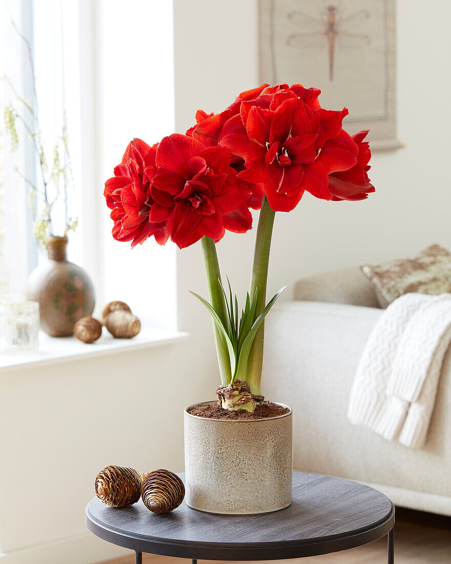 Hippeastrum Red Toro