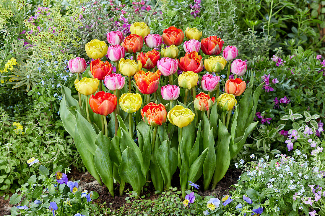 Tulpe (Tulipa)', gefüllte Blüten, Mischung