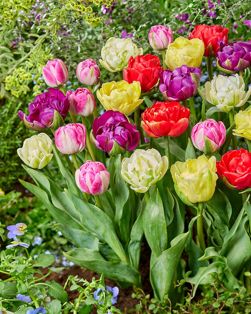 Tulipa Double Flowering mix