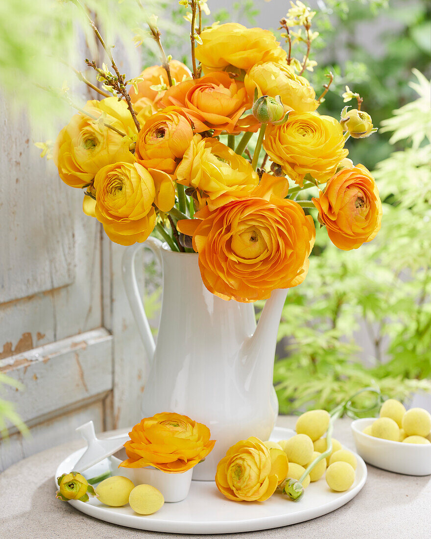 Ranunkel (Ranunculus), orangefarben