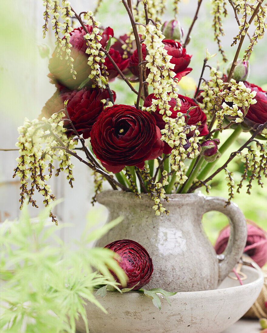 Ranunculus burgundy