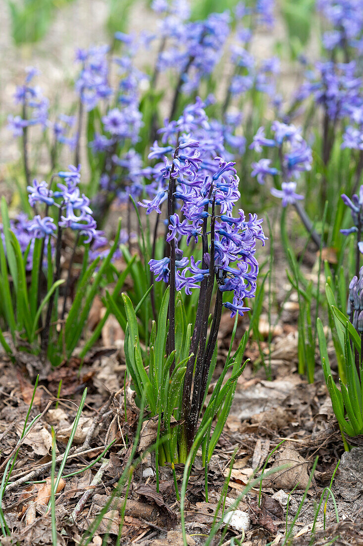 Hyacinthus Anastasia