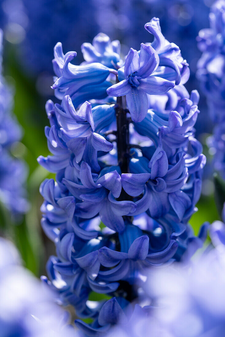 Hyacinthus Blue Tango