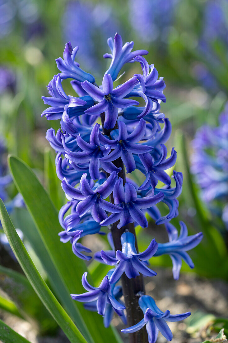 Hyazinthe (Hyacinthus) 'Blue Jacket'