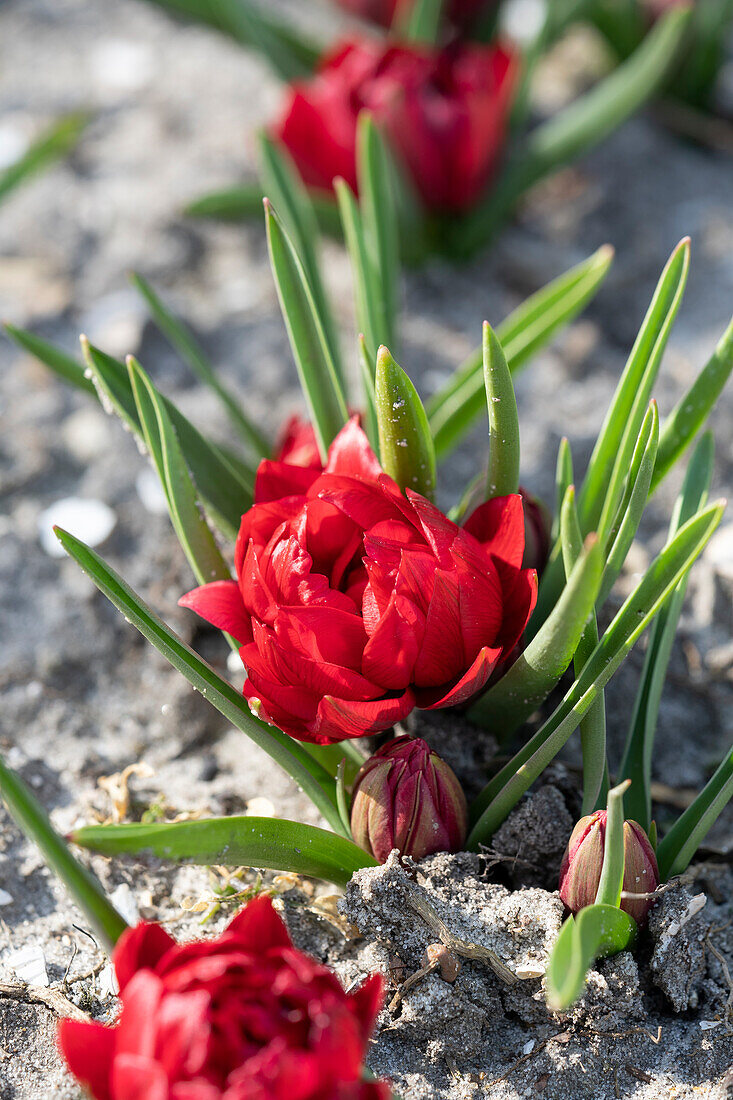 Wildtulpe (Tulipa humilis) 'Tete a Tete®'