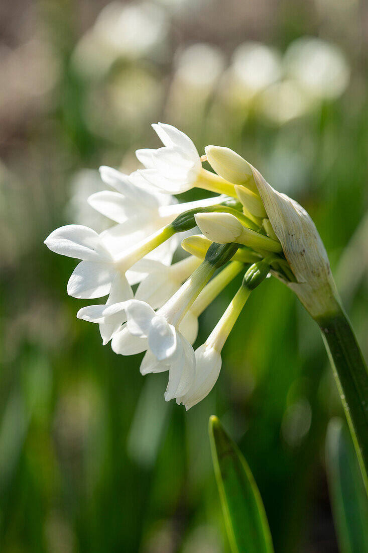 Narcissus Paper White