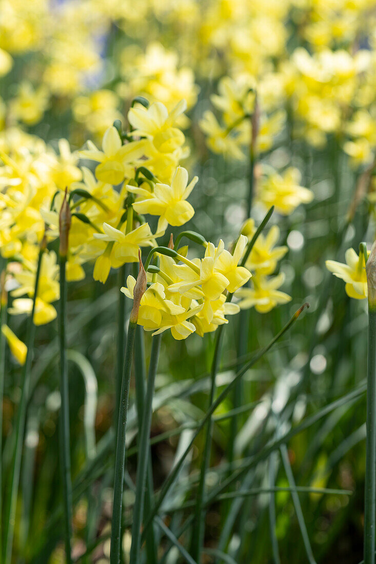 Narcissus Angel's Whisper