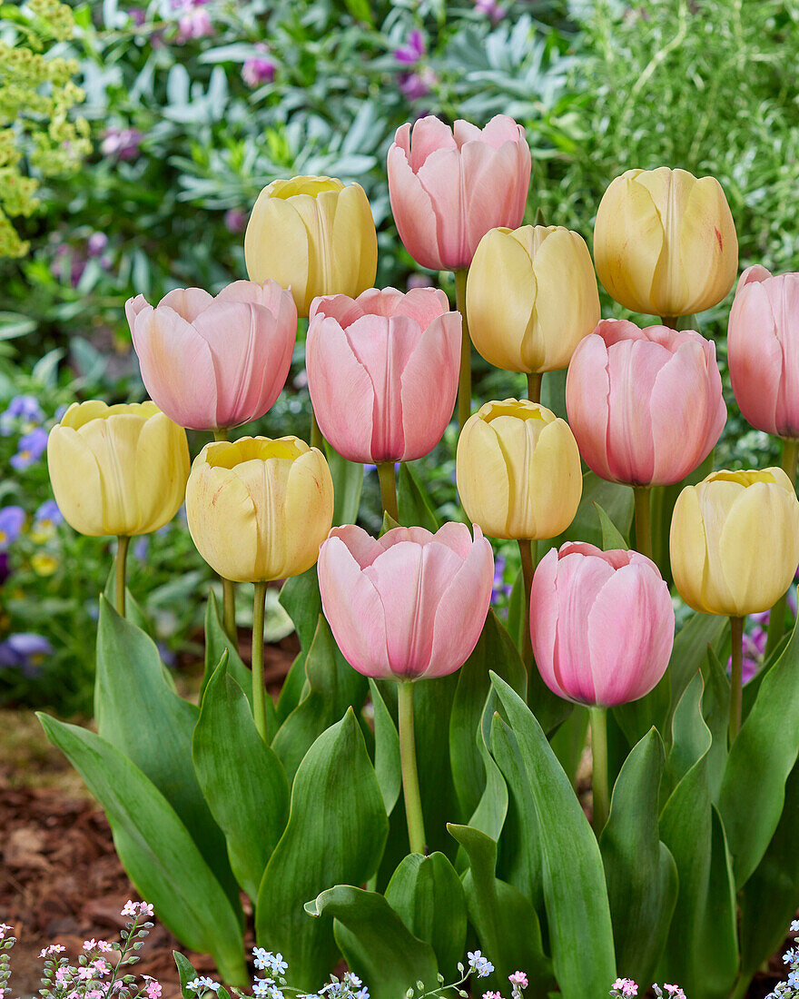 Tulipa Ivory Floradale,Pink Impression